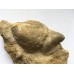 Rhynchostreon sublaevigatus Rhynchostreon sublaevigatus